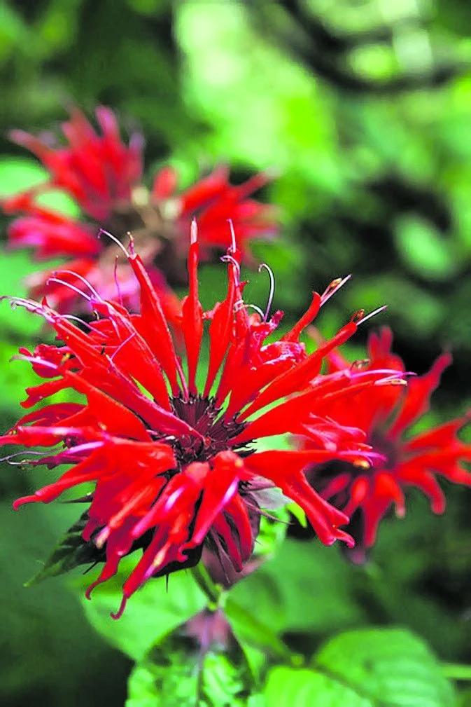 Close-up of a red flower with narrow, spiky petals against soft green leaves