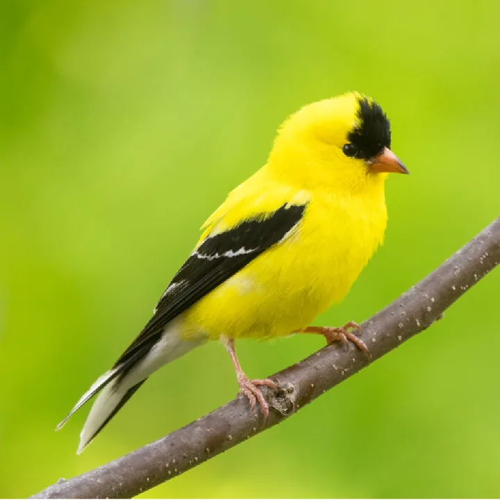 Photo of an American goldfinch on a branch: the reference